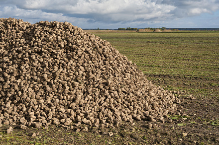 Large pile of sugar beets.