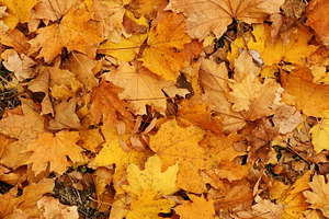 Background of autumn yellow leaves
