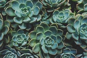 Rose Succulents, a Nature Photo by René Jordaan Photography