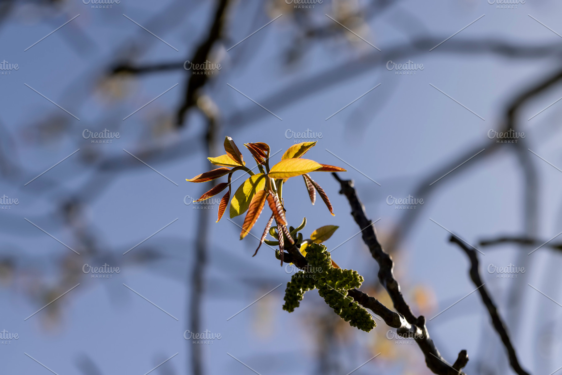sunny weather in an orchard with walnuts, a Photo by rsoollAI
