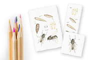 Watercolor Insects Life Cycle, an Education Illustration by MayaNavits (Thumbnail 17 of 18)