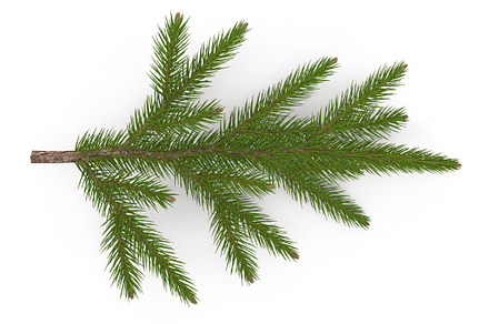Spruce Branch Mid
