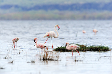Beautiful flamingos on lake featuring flamingo, bird, and wildlife, an Animal Photo by Byrdyak