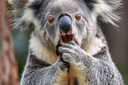 236 surprised animals, an Animal Photo by Handmadefont (Thumbnail 76 of 241)