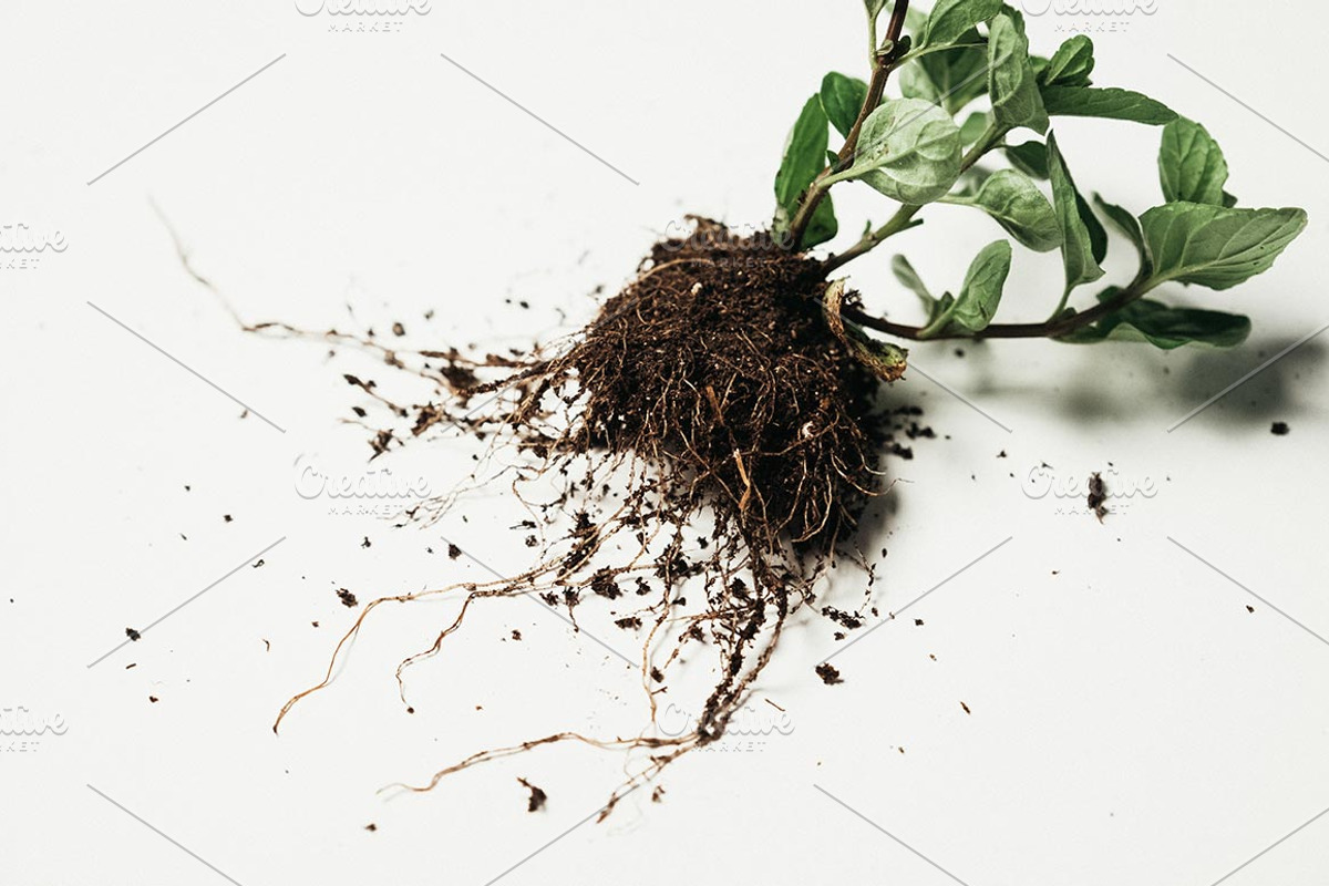 Plants & Roots Photo Pack, a Nature Photo by Matt Jones (Photo 3 of 5)