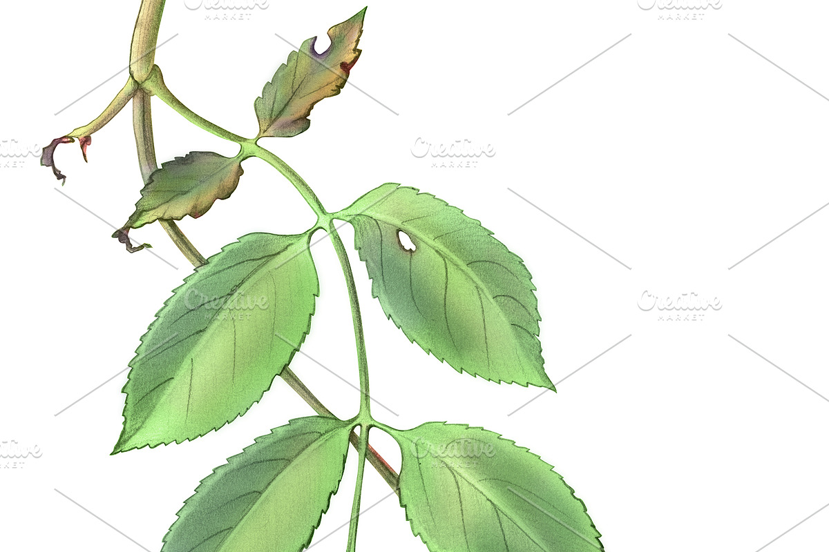 Elder Plant Botanical Illustration, an Illustration by Anna Repp Illustration (Photo 3 of 7)