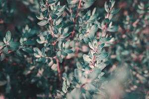 Greenery stock photo containing trendy and decorative