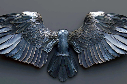 Wings on black background  , Generat, a Photo by LOGOCREATIVE