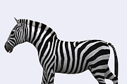 3DRT - Safari animals -Zebra, an Animal 3D Model by 3DRT.com (Thumbnail 1 of 3)