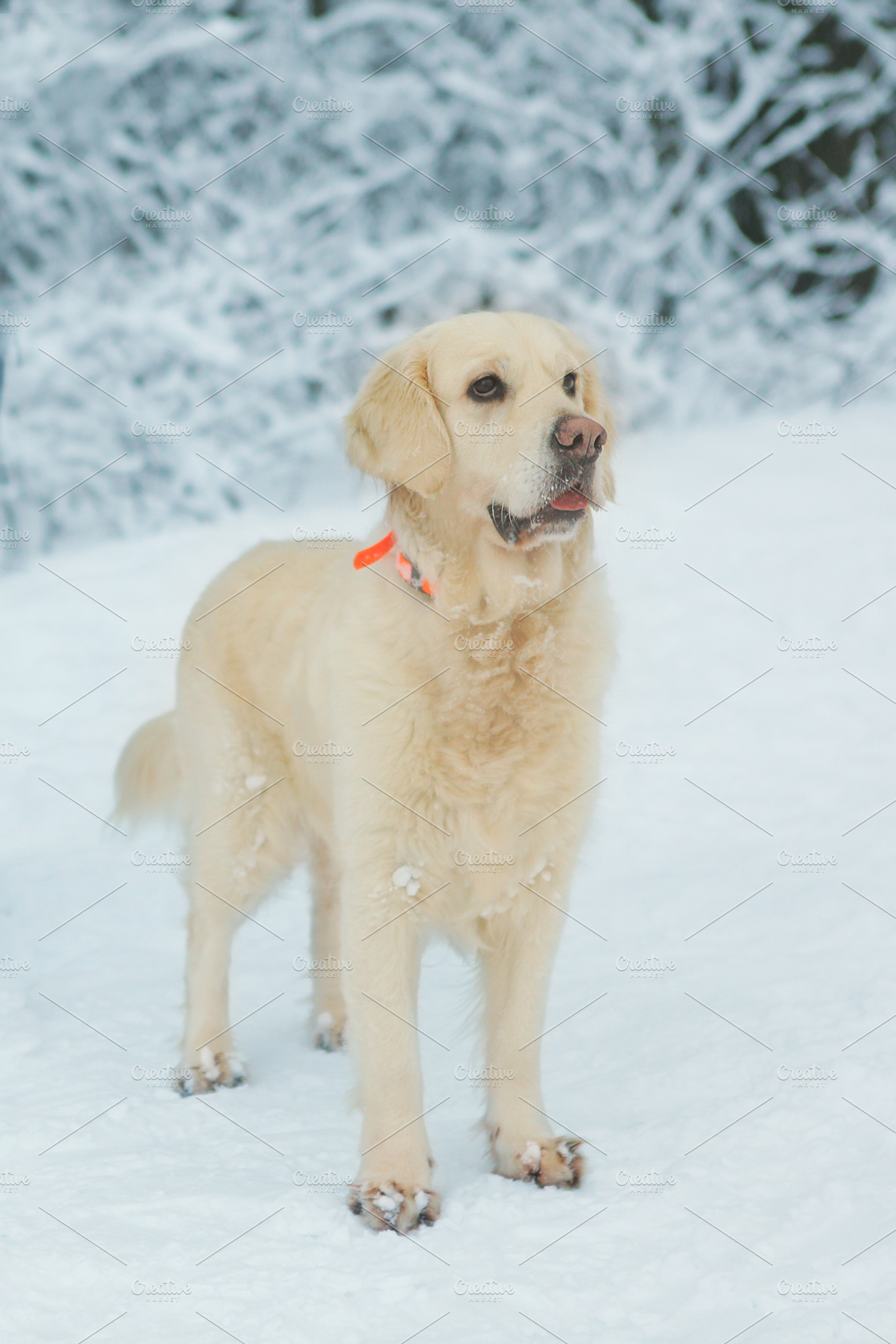 white Labrador dog closeup photo on, a Photo by Famapictura