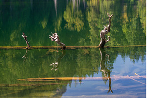 Submerged tree in Hidden Lake in, a Nature Photo by Backyard Stock