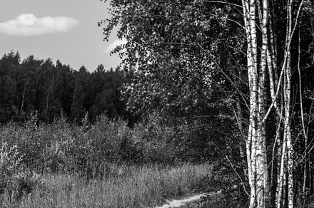 Unpaved road on the edge of forest, a Nature Photo by Schreibikus