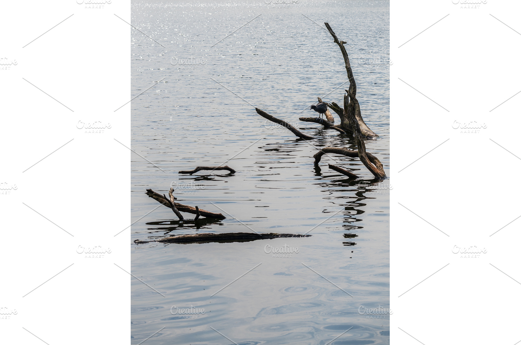 Eurasian coot standing on submerged, an Animal Photo by Backyard Stock