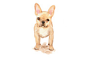 French Bulldogs, an Animal Illustration by Carol Cooper Studios (Thumbnail 2 of 8)