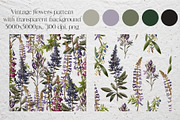 Lupine. Vintage botanical atlas, a Pattern Graphic by Antikva17 (Thumbnail 6 of 12)