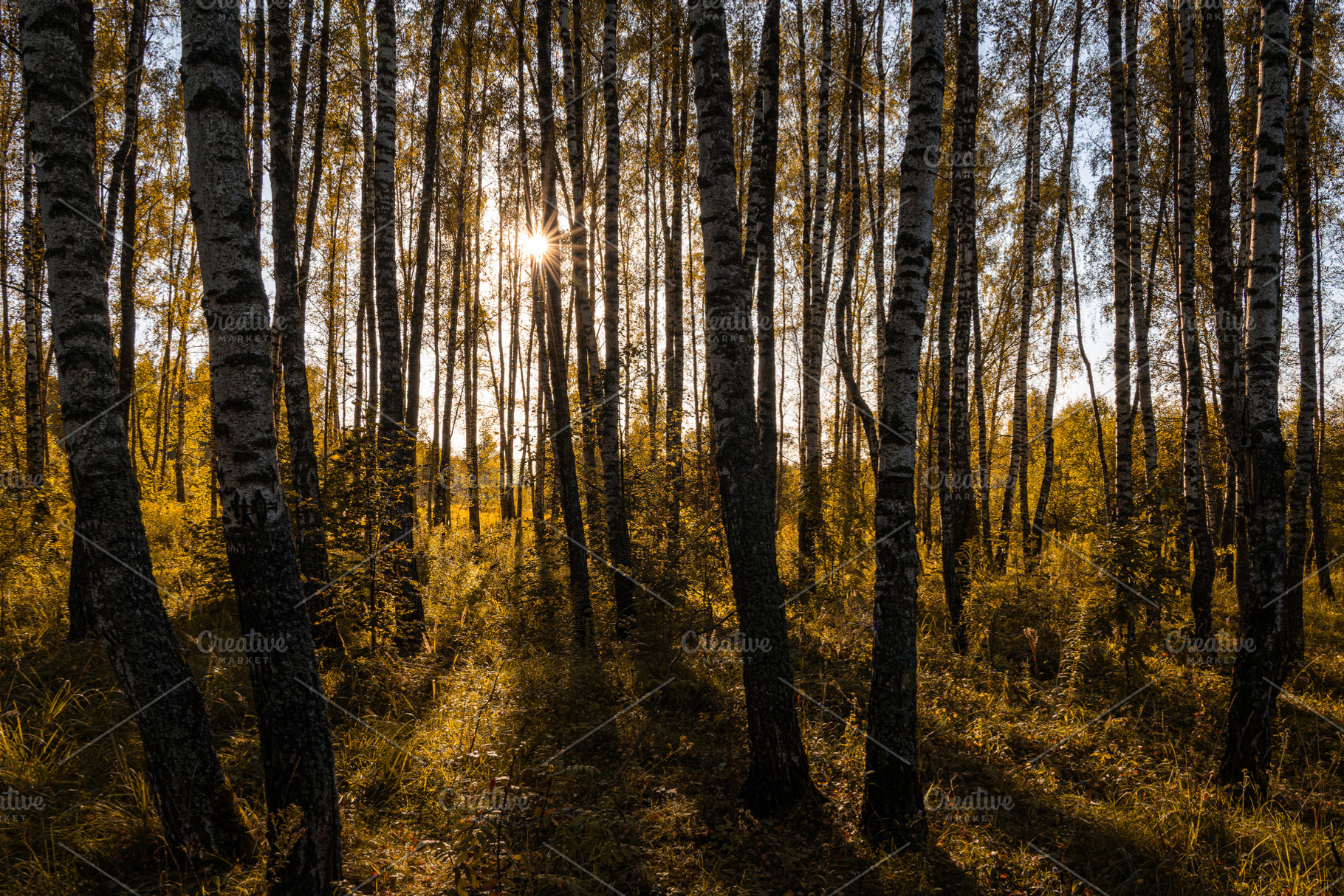 Sun setting through birch tree trunks in forest. Golden light illuminating autu, a Nature Photo by Eugene_Photo