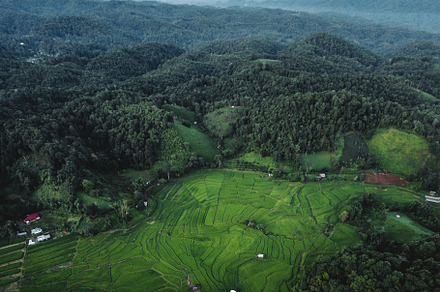 rice fields at dusk in the countryside, a Nature Photo by Art Rachen
