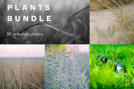 Single tree in summer field preview 6