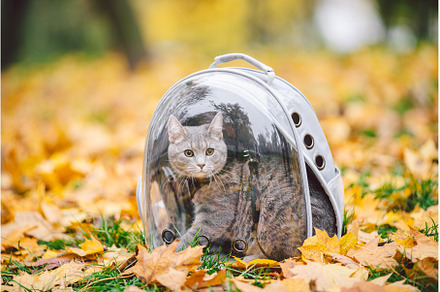 Gray cat in backpack with porthole