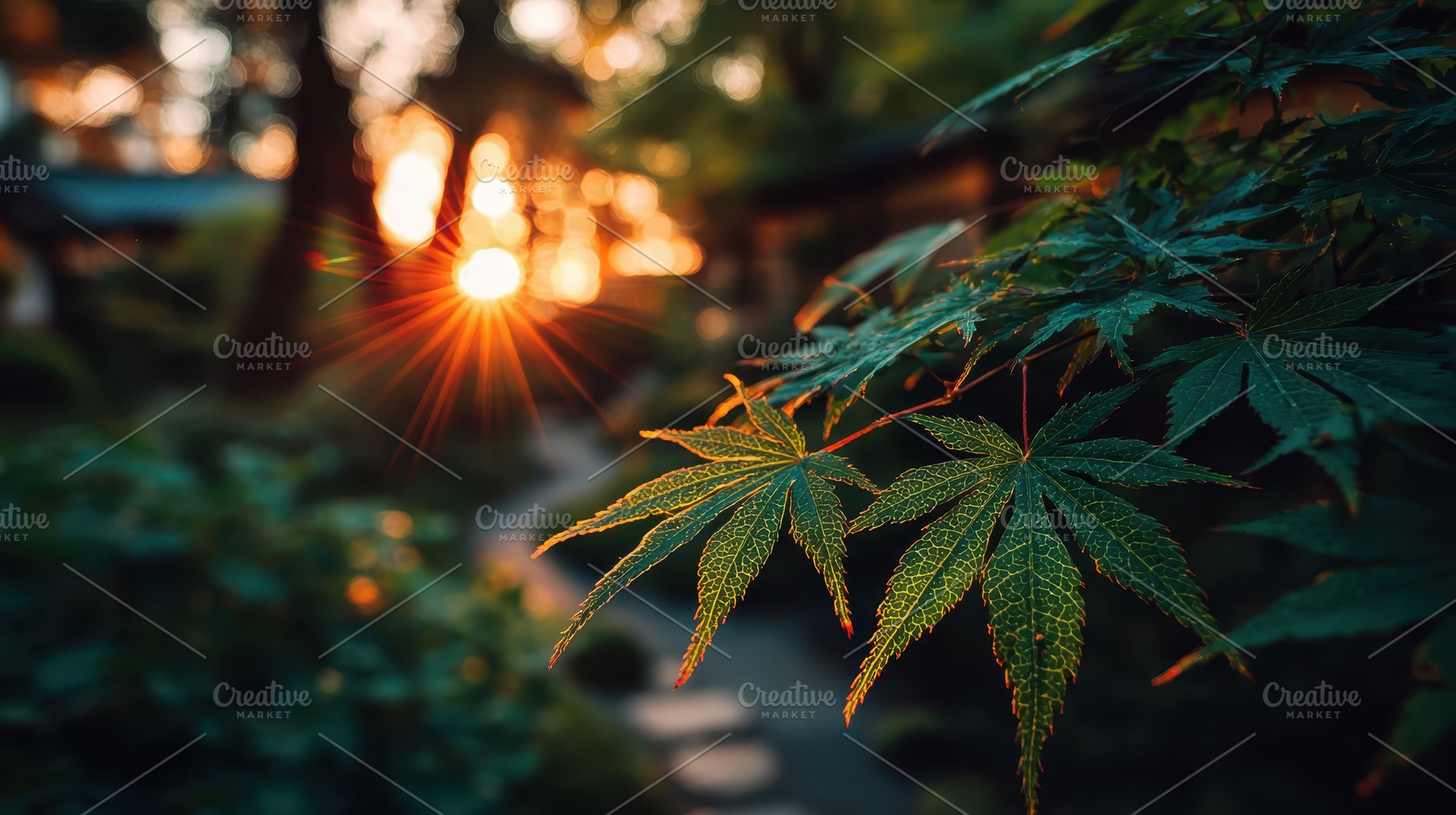 Sunset illuminates Japanese Maple le, a Photo by Pixeness Studio