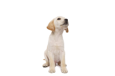 puppy labrador isolated on white bac, an Animal Photo by AlexBush