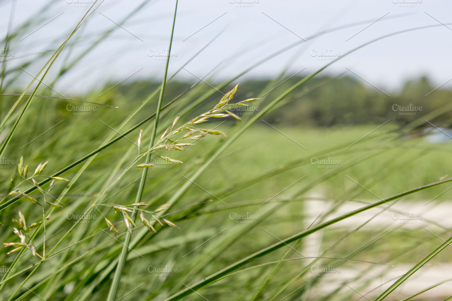 Flourishing Grass