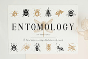 ENTOMOLOGY. Insects Vintage Pack., a Decorative Illustration by Chewie Co (Thumbnail 1 of 11)