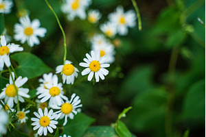Close-up of blooming wild daisies in, a Nature Photo by volodymyrshtun13795