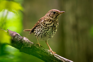 Song Thrush Perched on Branch Closeu