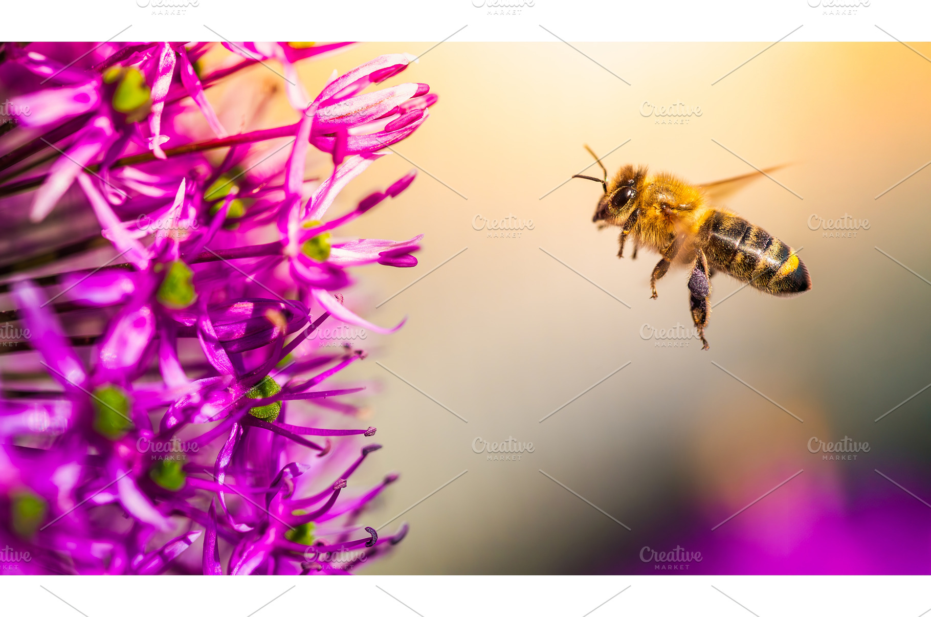 A bee is actively flying towards a, an Animal Photo by MadPhotos