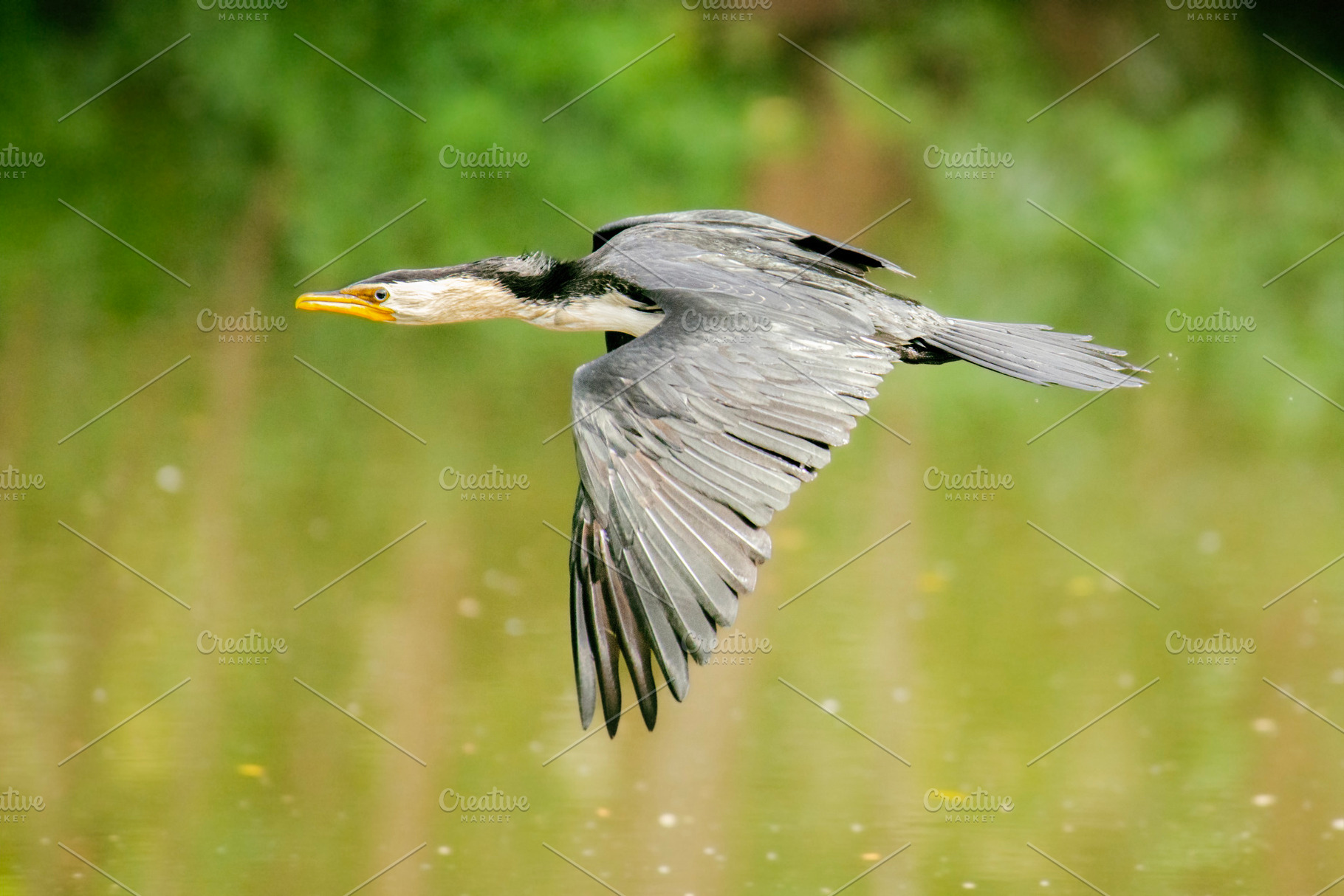 Little Pied Cormorant in flight, an Animal Photo by Rob D