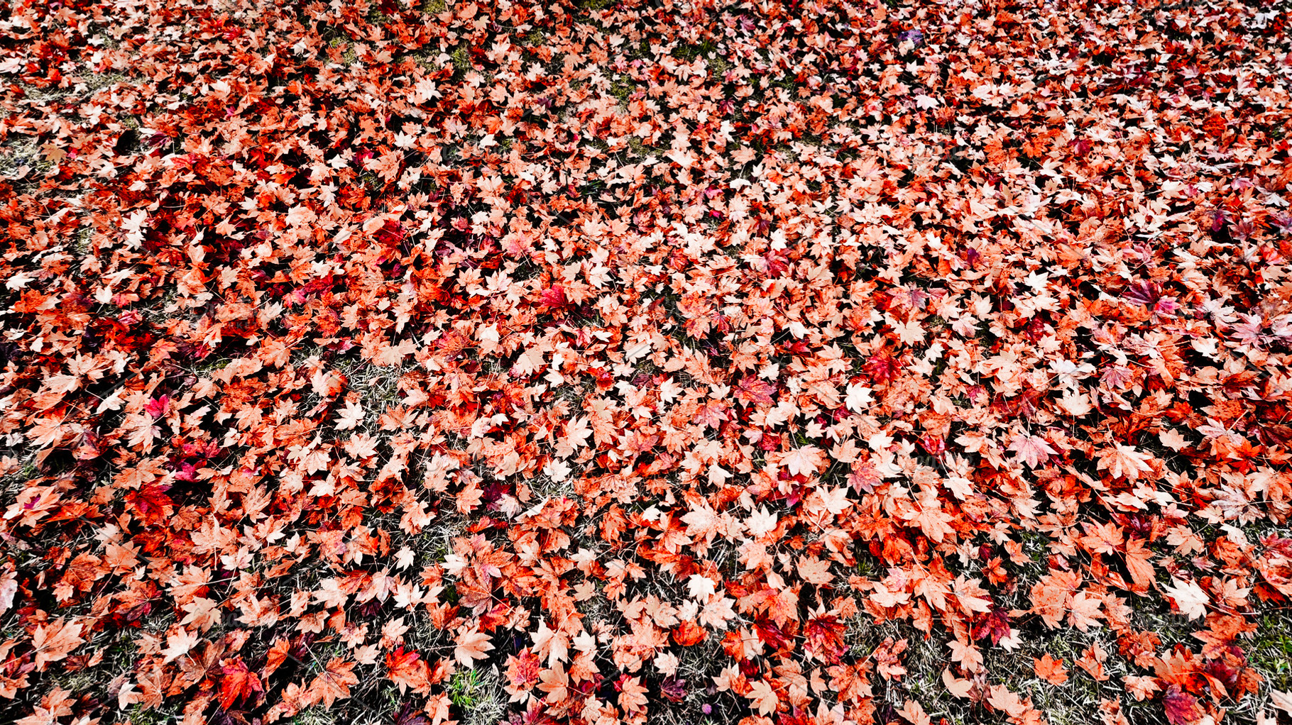 Ground covered with red autumn leaves, symbolizing change, beaut, a Photo by salmon.black
