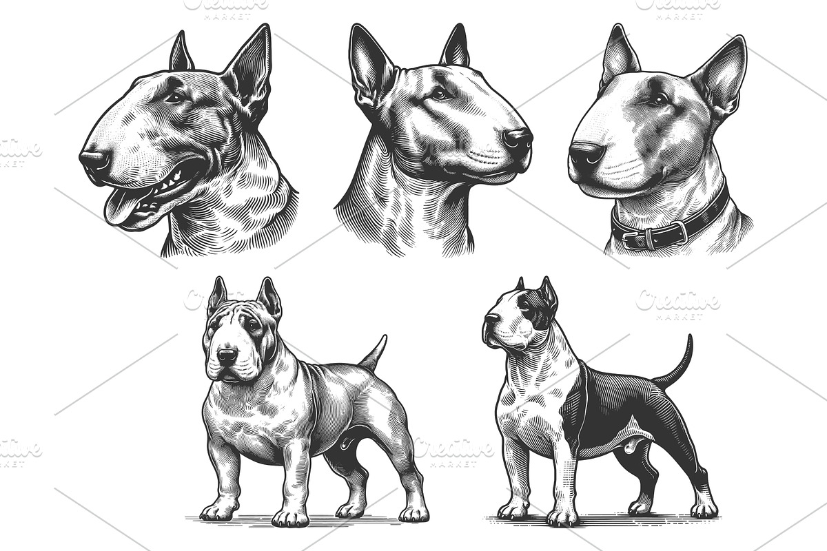Bull Terrier Dog engraving set, an Animal Illustration by AlexArt