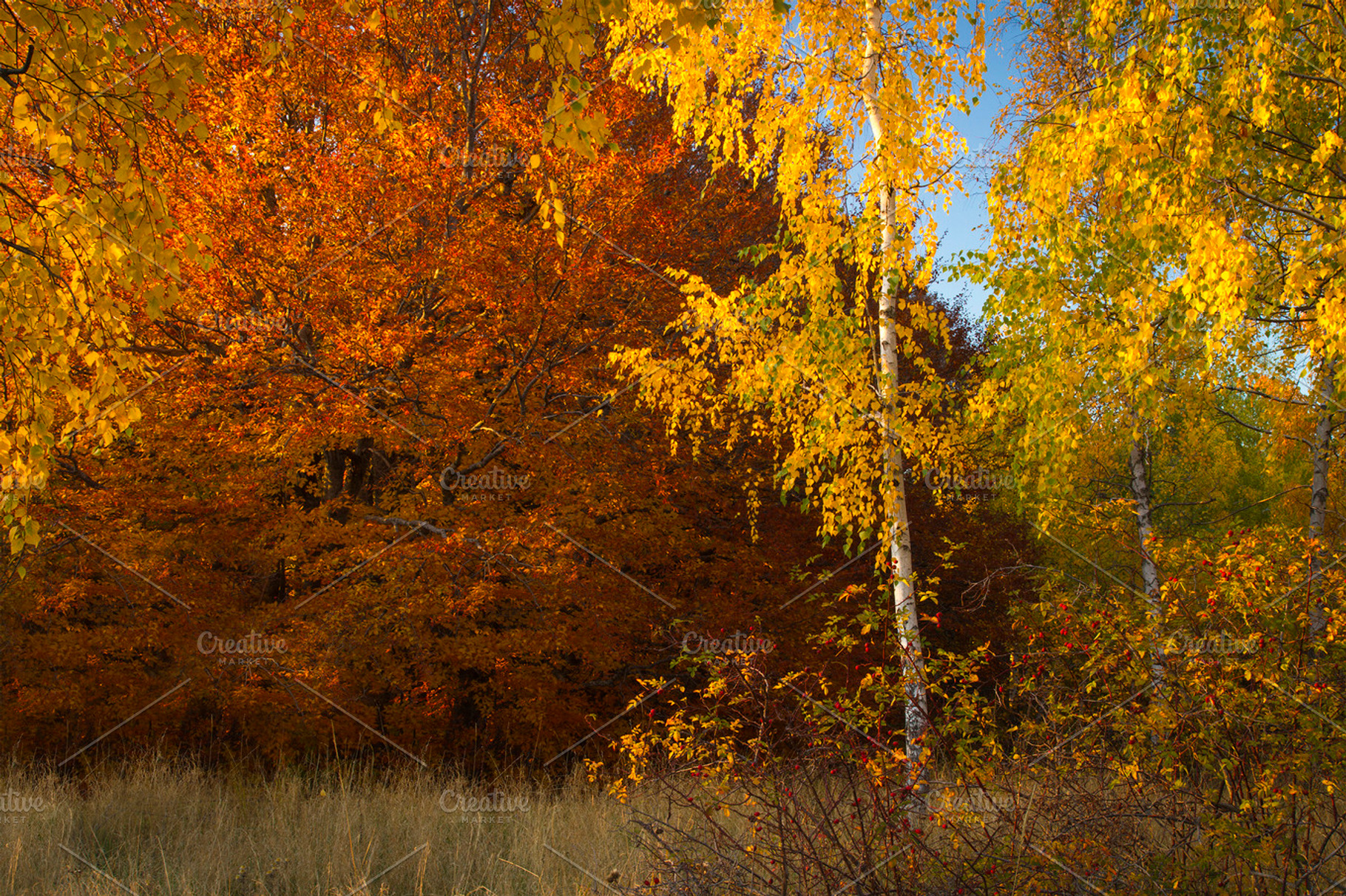 Autumn forest containing autumn, autumnal, and background, a Nature Photo by Vector beauty