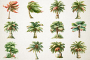 Watercolor Palm Tree PNG Clipart, a Seasonal Illustration by RobertsArt (Thumbnail 4 of 7)
