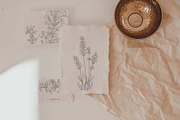 boho lavender clipart, an Illustration by JULIA x JULIE's ART (Thumbnail 5 of 6)