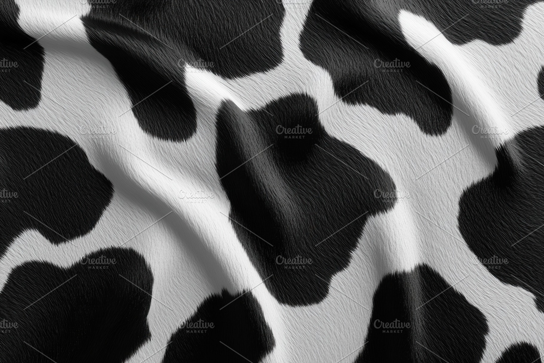 Close-up view of black and white cow, a Photo by Tanuart