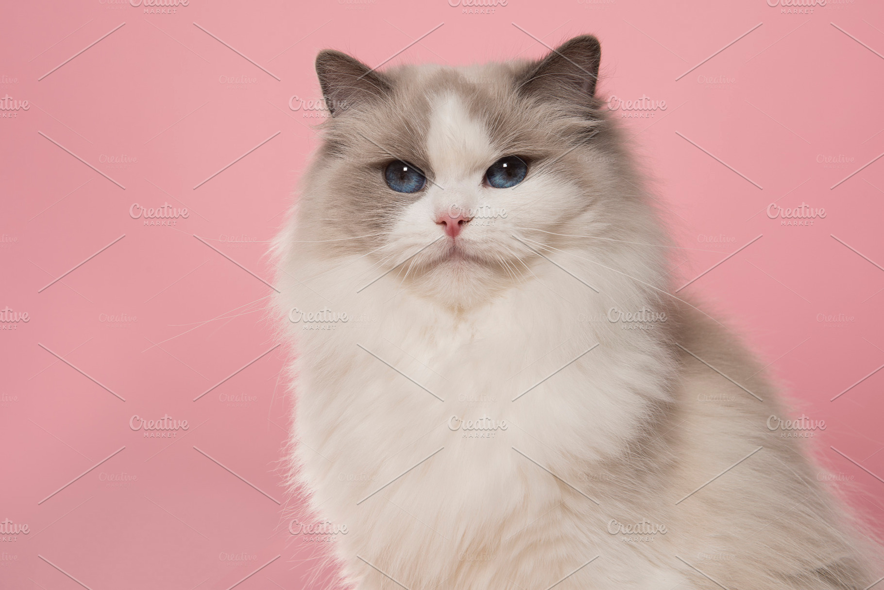 Portrait of a cute ragdoll cat, an Animal Photo by Elles Rijsdijk