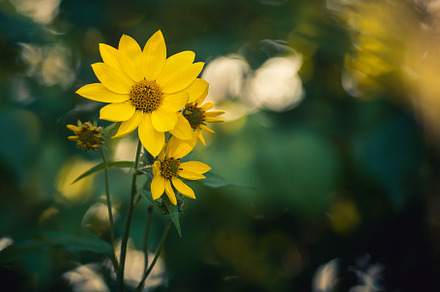 Wild Sunflower in Bloom