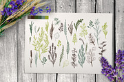 Wild field herbs. Botanical set., a Healthcare Illustration by Alena Kaz (Thumbnail 12 of 12)