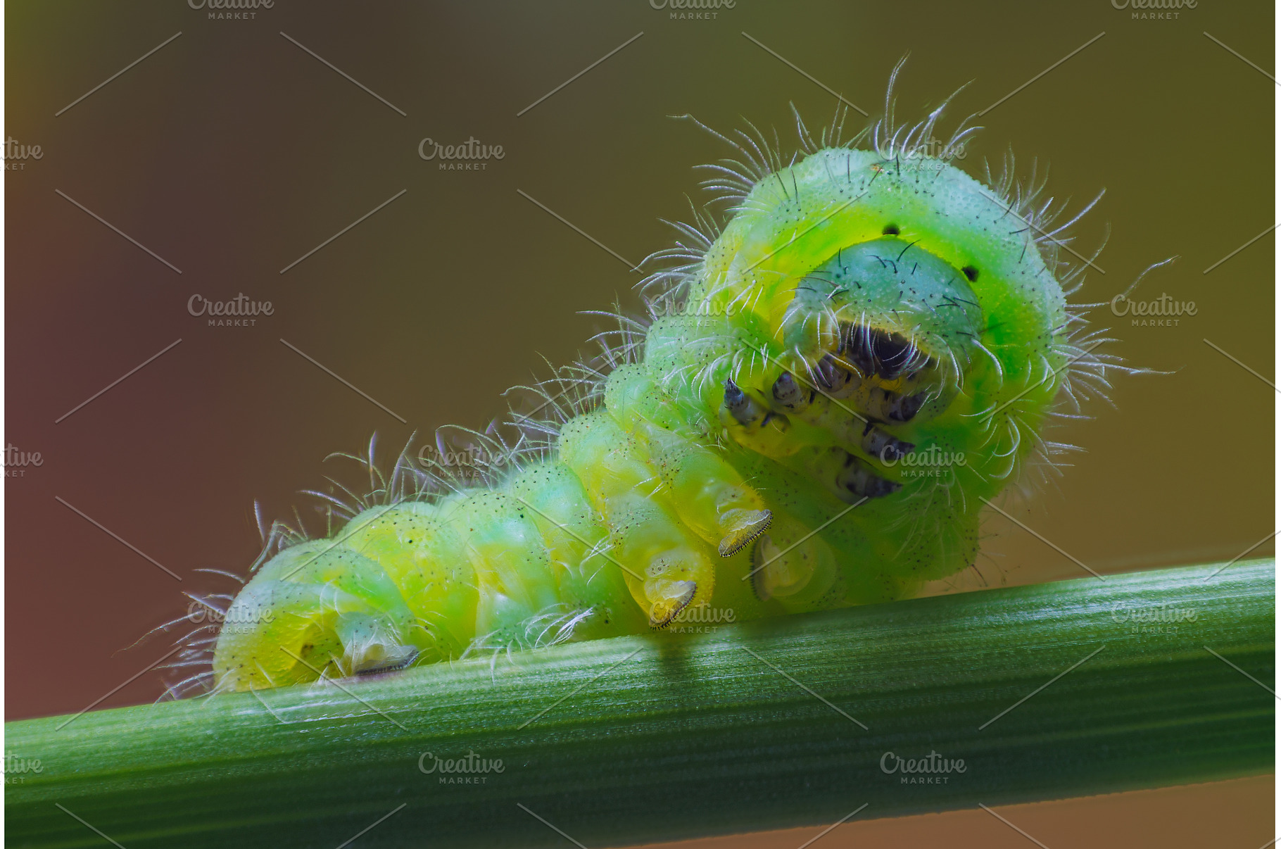 Black spotted yellow Caterpillar, an Animal Photo by Lukas Jonaitis SHOP