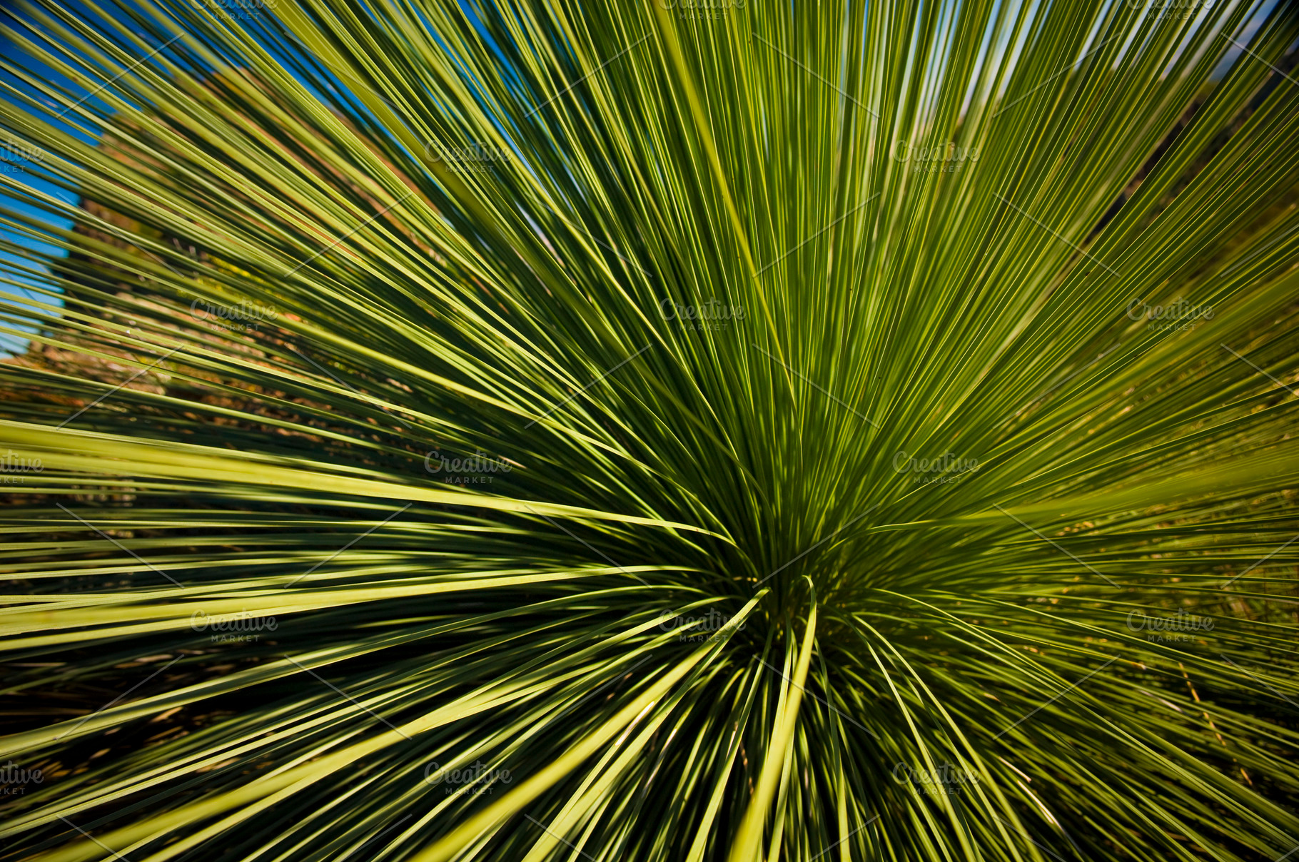 Grass Tree, an Abstract Photo by THP Creative