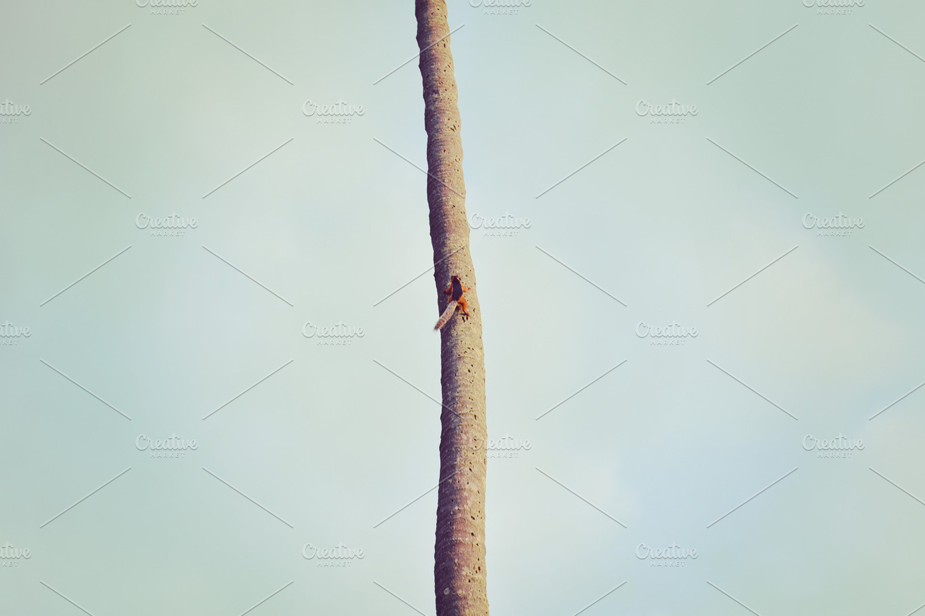 Squirrel Climbing A Coconut Tree