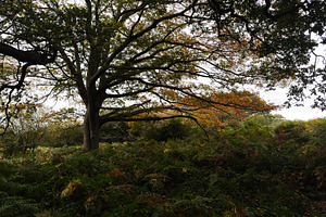 Autumn tree in a London woodland with ferns and sprawling branches at dusk, a Nature Photo by AS photostudio
