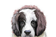 Puppies Dog Breeds Big Bundle 135Pcs, an Animal Illustration by Dneprstock (Thumbnail 37 of 68)