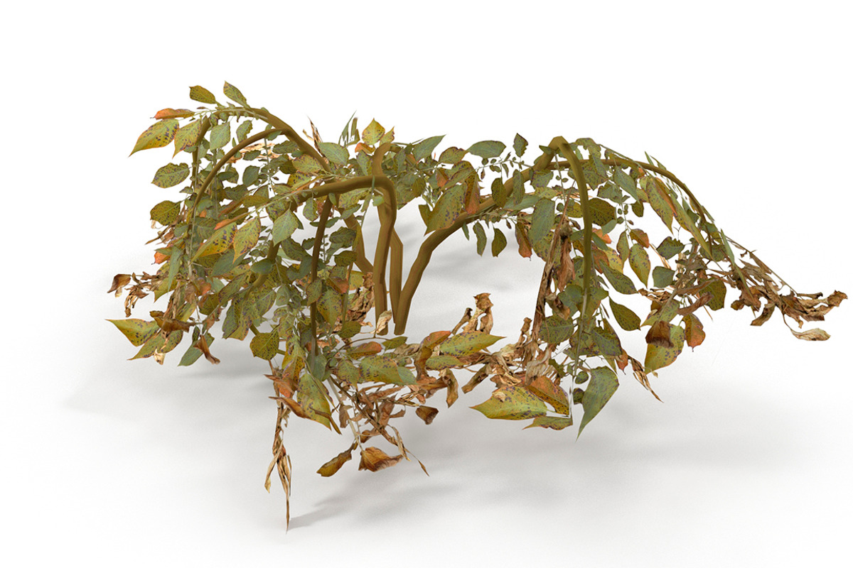 Withered potato tuber 2, an Environmental 3D Model by AndrewWhite (Photo 1 of 10)