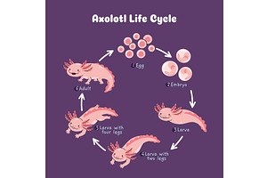 Axolotl life cycle infographic, an Animal Illustration by winwin.art
