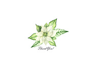 Watercolor white Poinsettia clipart, an Illustration by OlDm_Shop (Thumbnail 11 of 11)