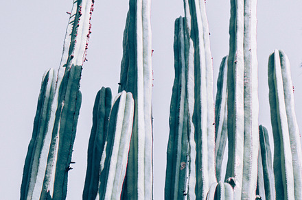 Cactus Photography