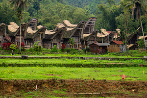 Traditional Toraja village with rice fields in Sulawesi, Indones, an Architecture Photo by GoodGoods